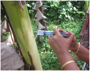 Side drilled needles for bio-pesticide application on banana(2012)Phase I