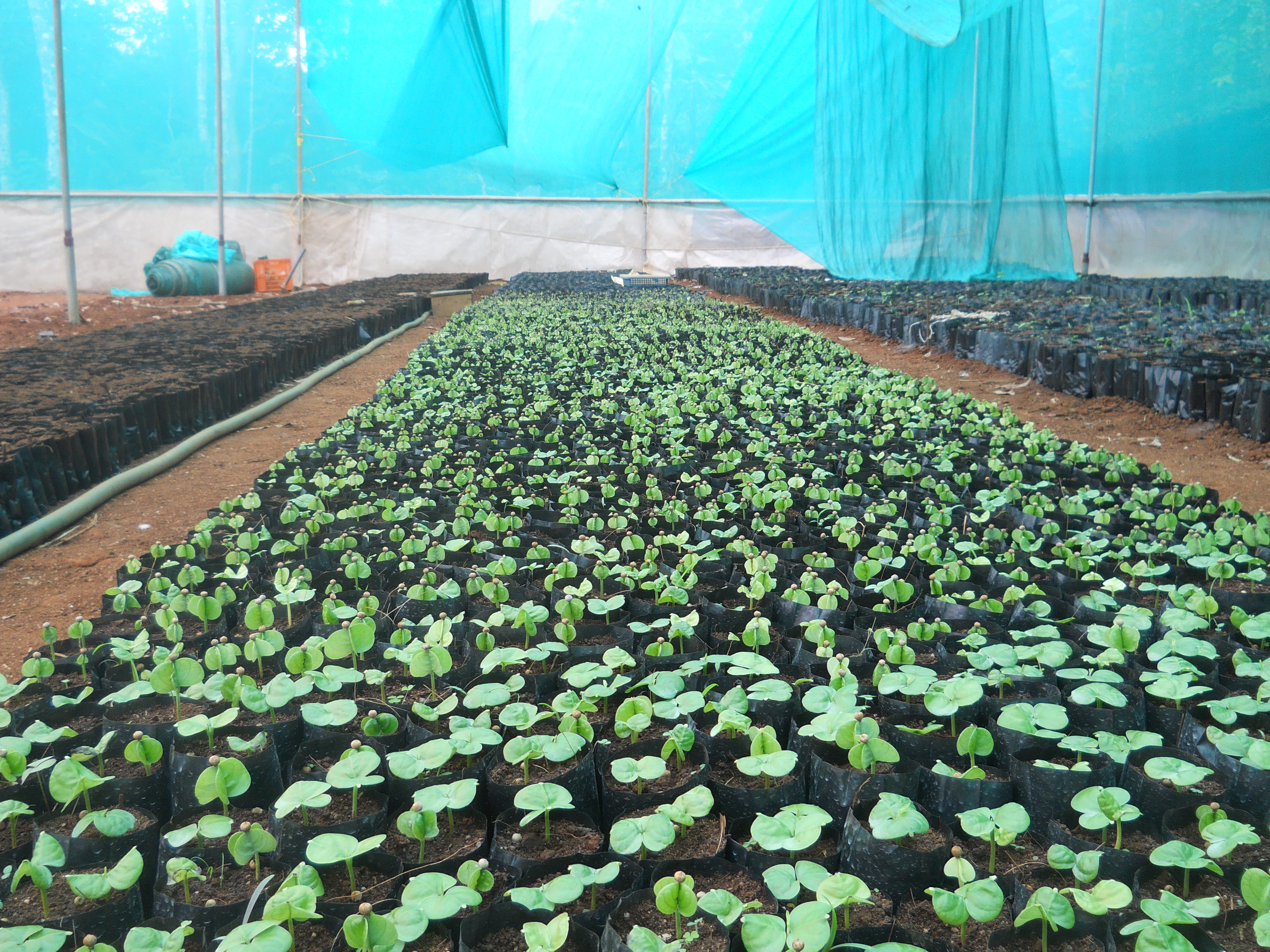 Quality planting material production in black pepper through seed germination