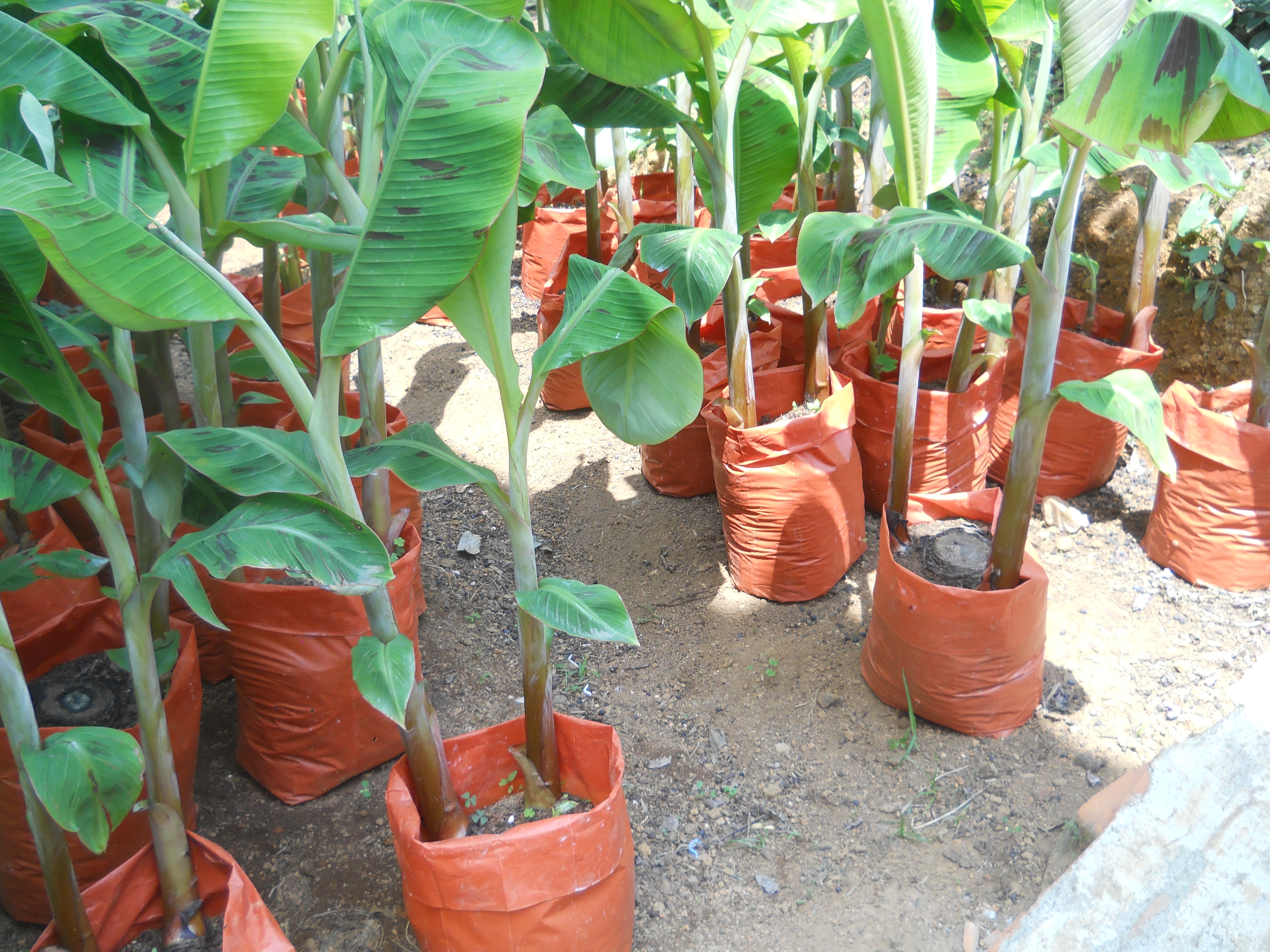 Decapitation technology in Banana - a modified nursery technique for high density planting