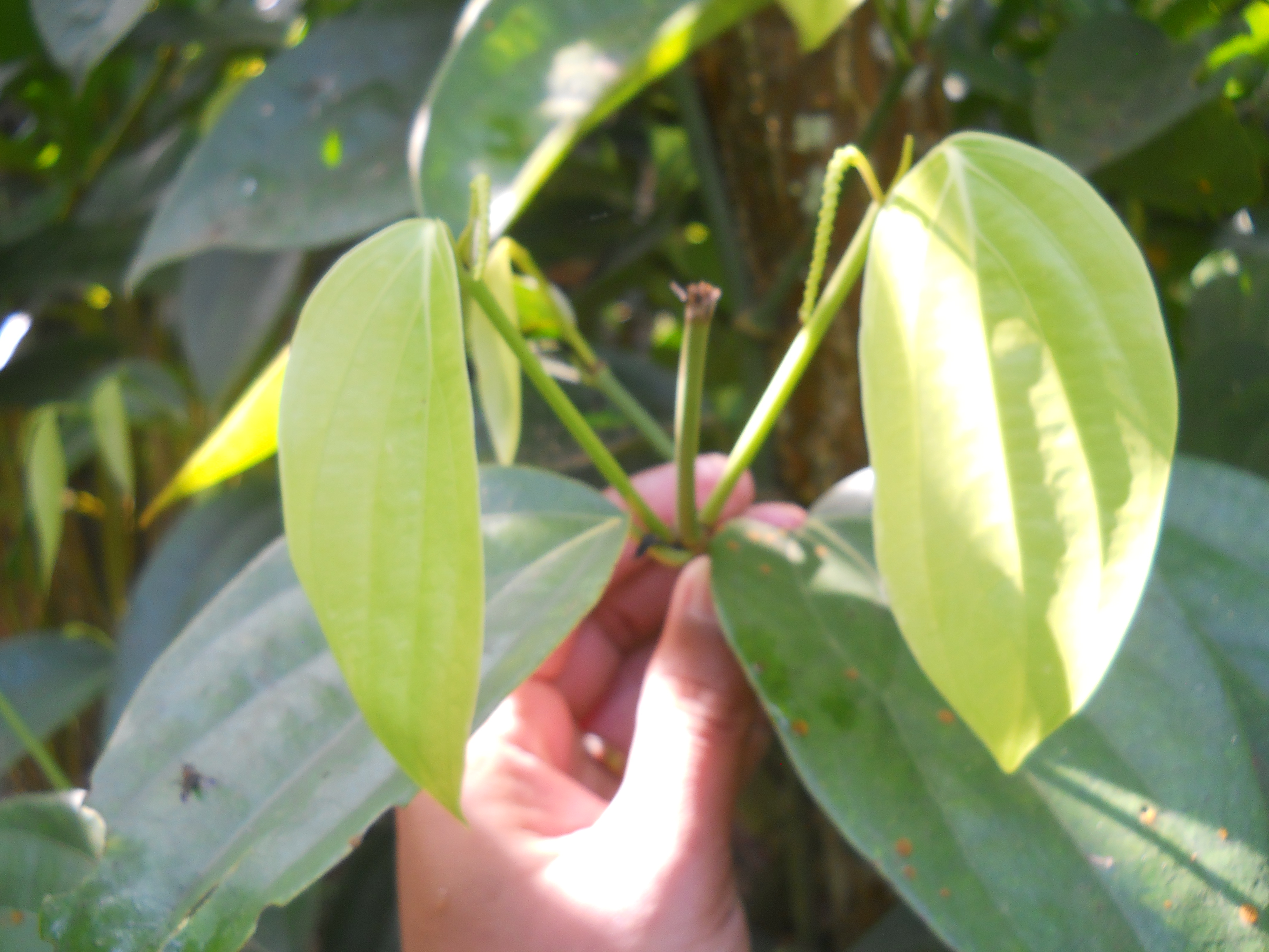 New technologies for enhancing branching in pepper.