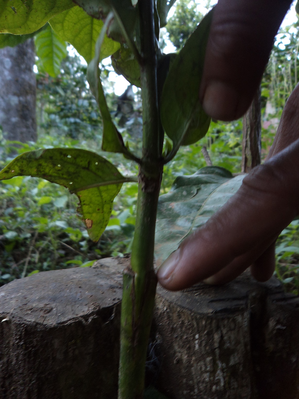 Intra specific grafting technology in Coffee