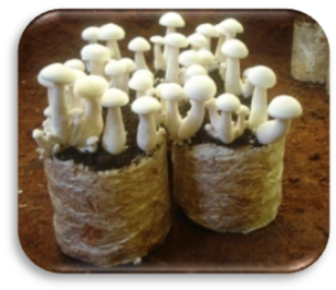Cultivation of medicinal mushroom(Phase I: 2009-14)