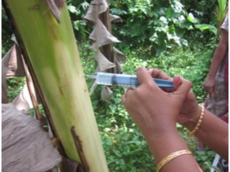 Side drilled needles for bio-pesticide application on banana(2012)Phase I