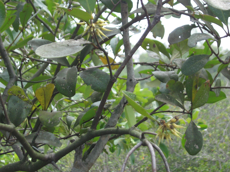  Apiary with promotion of Honey-bee flora