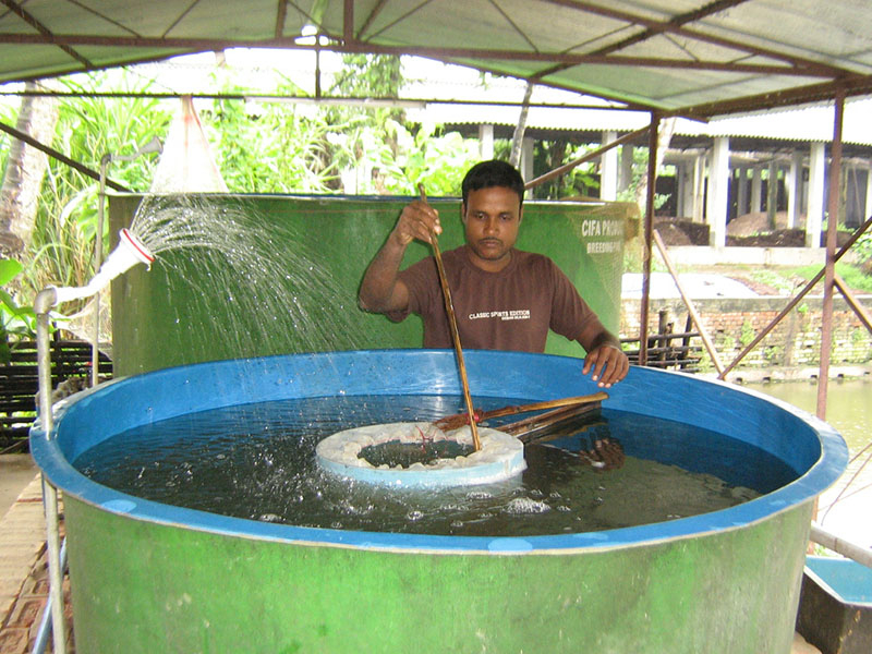 Induced breeding for production of fish spawn