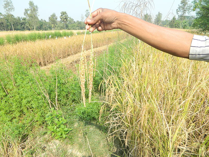  System of Rice Intensification (SRI) 