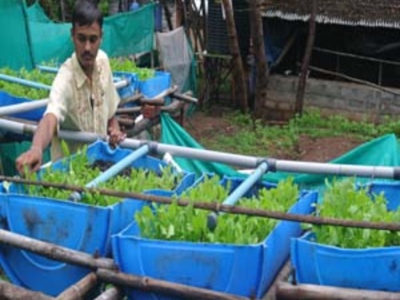  Aquaponics(2016-2017) Phase II 