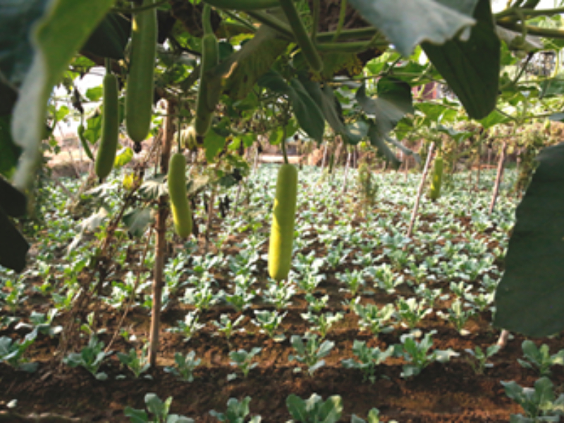 Establishing Resilient Farming techniques in flood prone areas for small land holding farmers