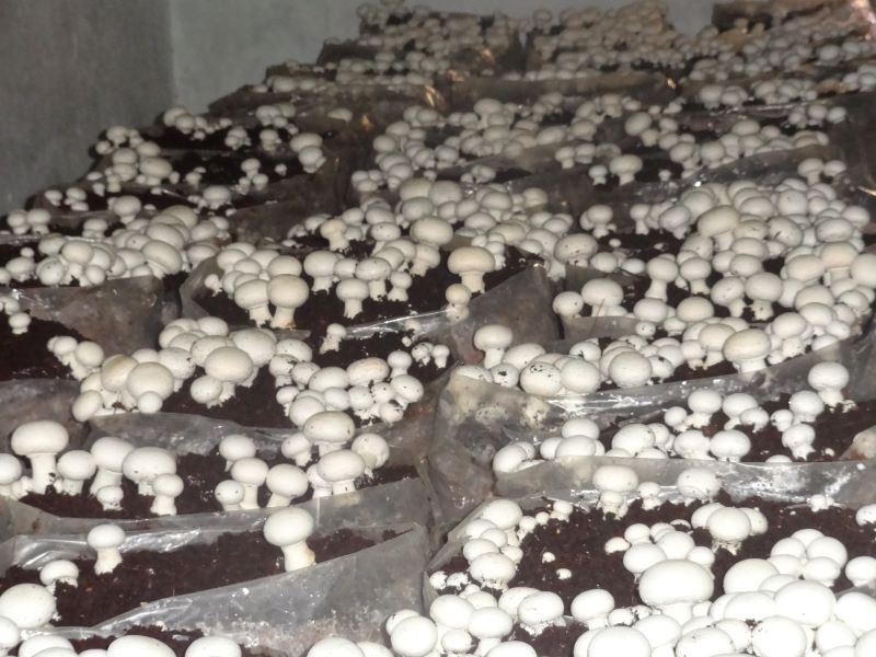  Button Mushroom Cultivation(2013)Phase I