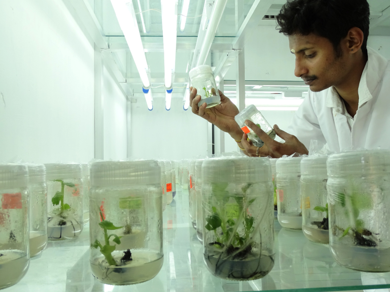 Tissue Culture and Microbial Technology Programme (TMT)