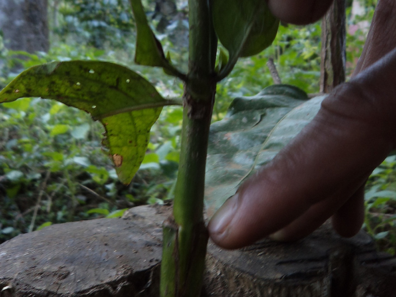 Intra specific grafting technology in Coffee