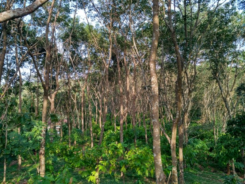 Multi layer farming technology in rubber plantations 