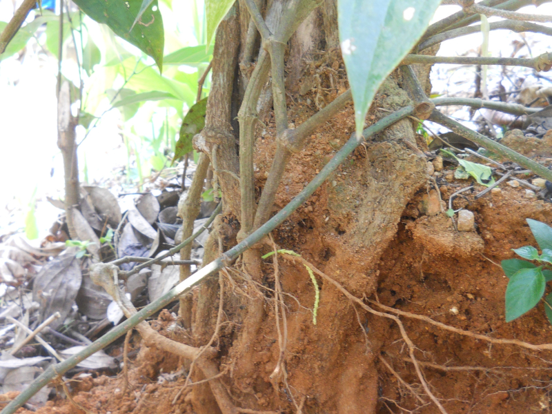 New rejuvenation technology in old senile pepper plants