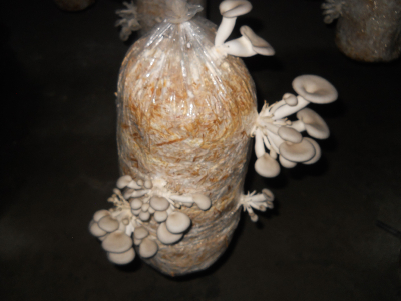 Technologies to Improve bioefficiency in Mushroom cultivation 