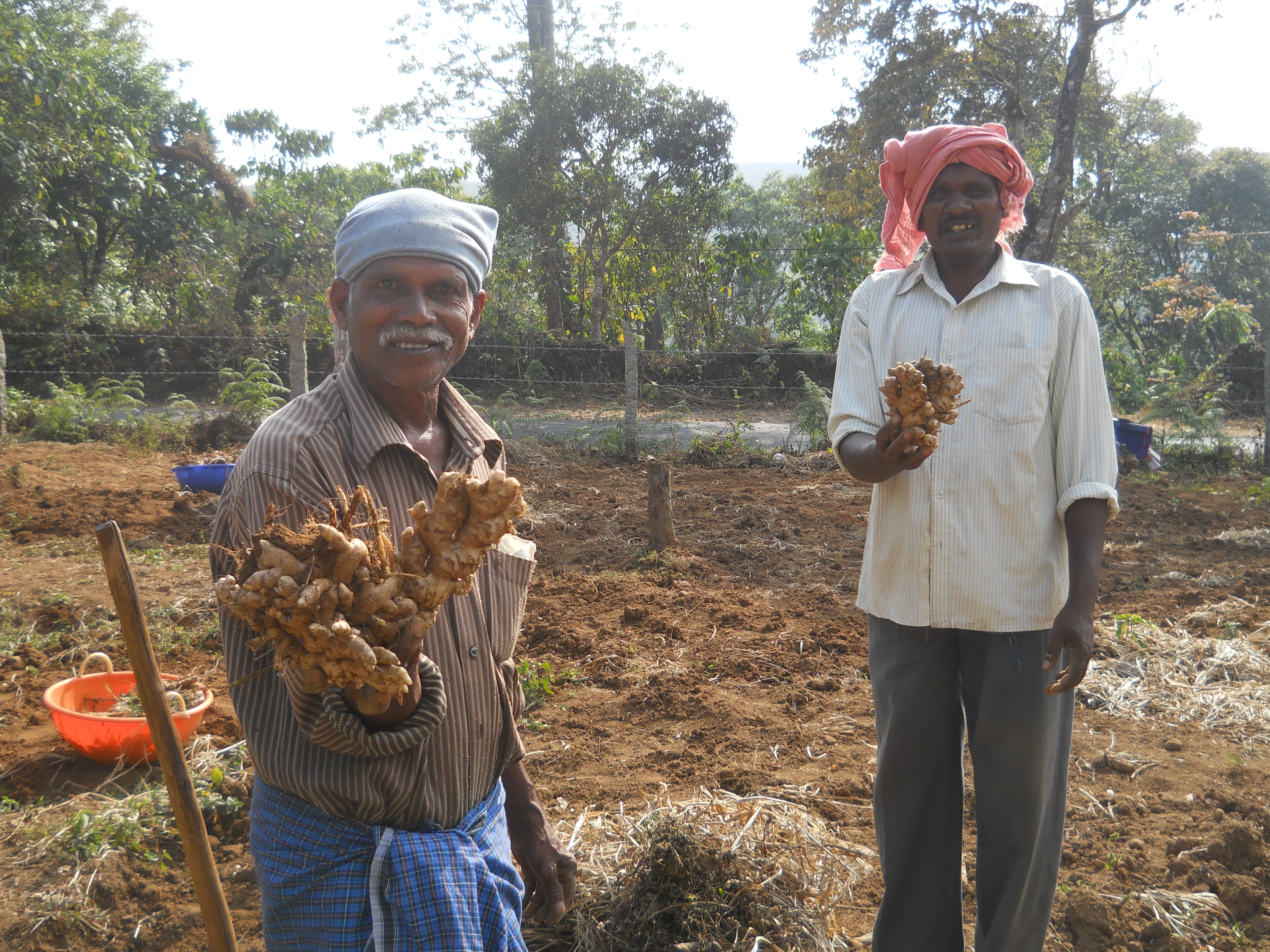 Demonstrated improved varieties of ginger and turmeric.