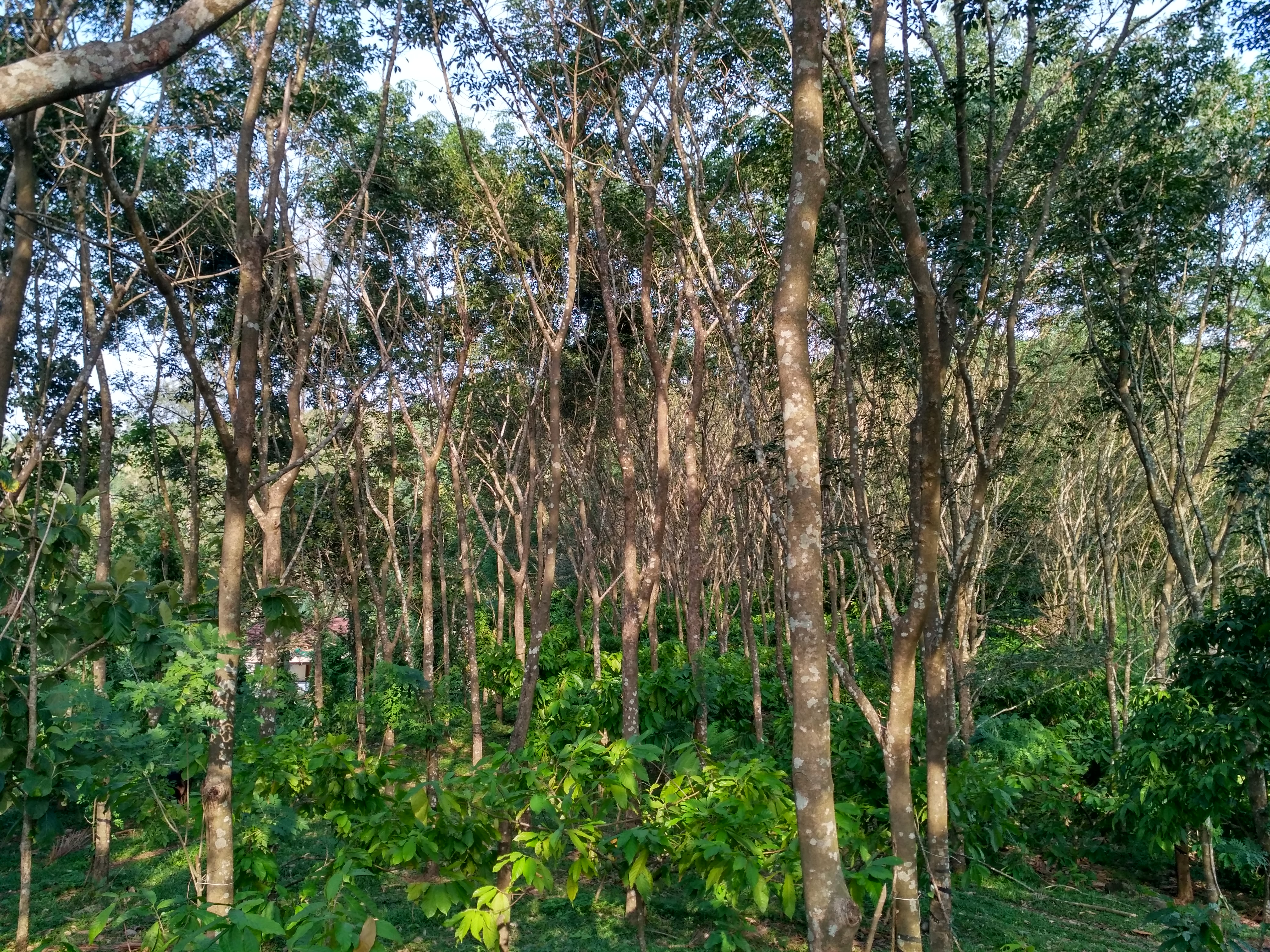 Multi layer farming technology in rubber plantations