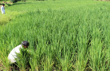 System of Rice Intensification following seed sowing directly in the field(2017)Phase I 