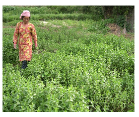 Chirayita Cultivation, Processing and Value Addition(2018)Phase II