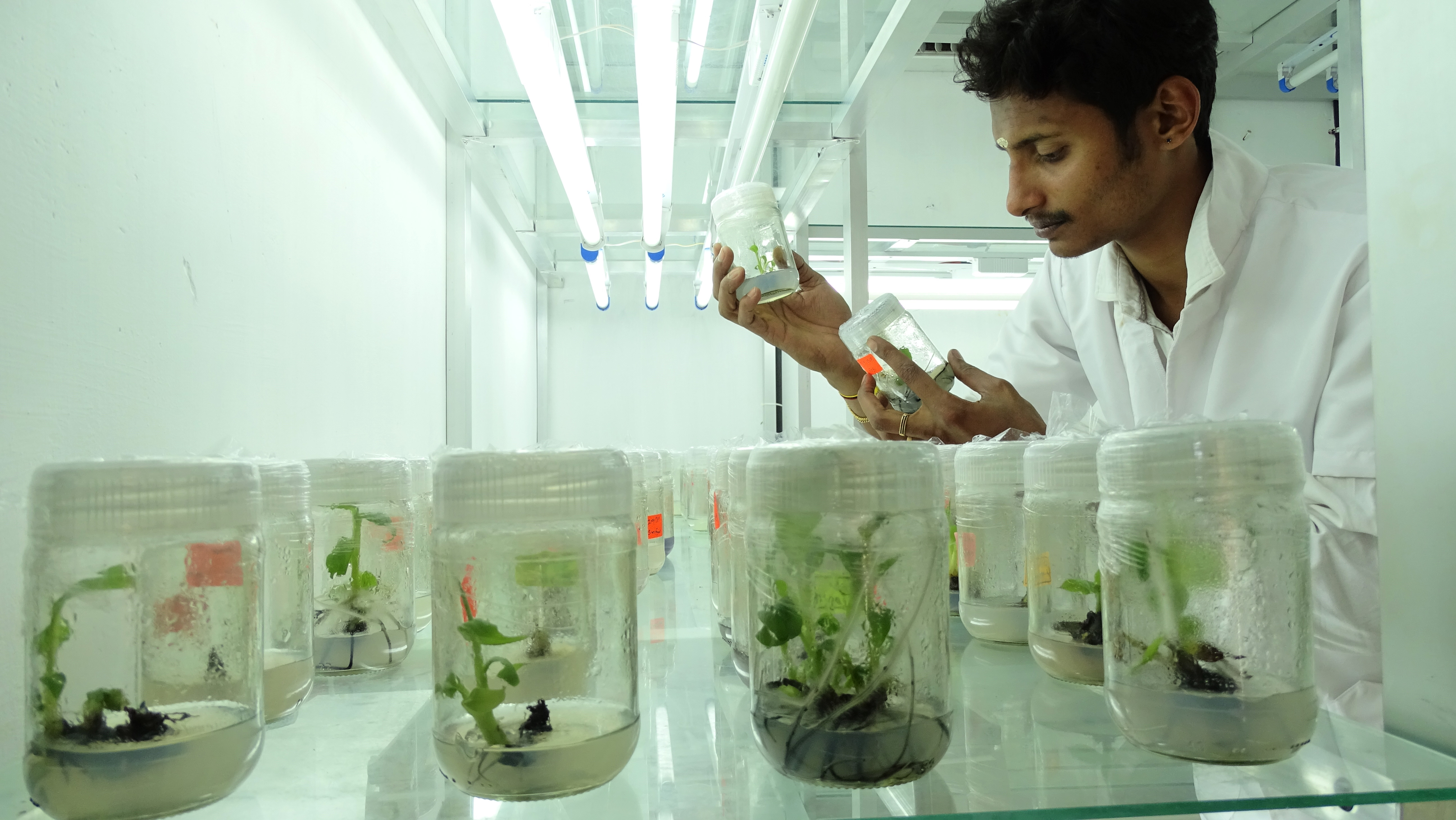 Tissue Culture and Microbial Technology Programme (TMT)