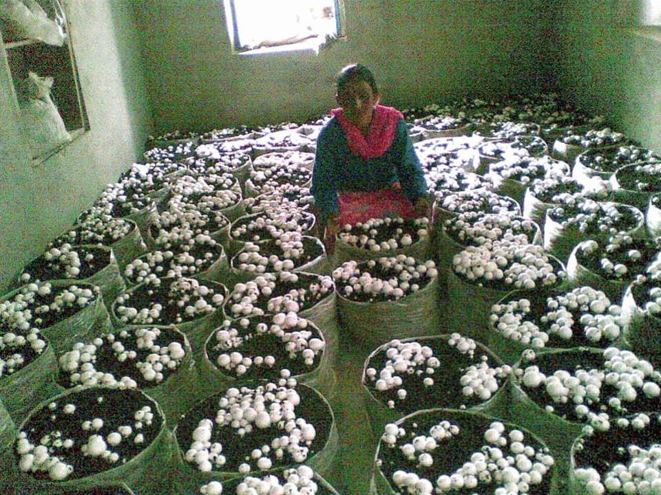 Button Mushroom Cultivation(2013)Phase I
