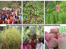 Agro-technology of Selected Himalayan Medicinal Plants(2013)Phase I
