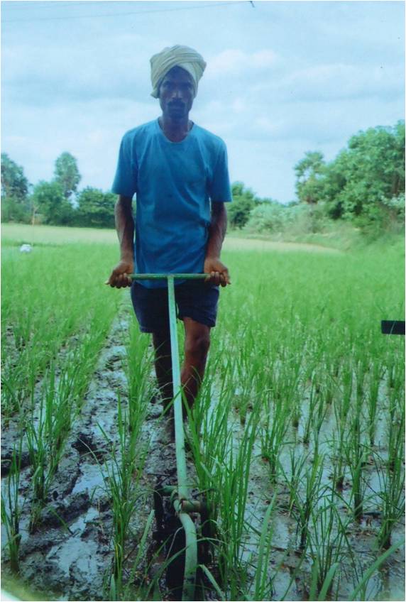 System of rice intensification (SRI) method of paddy cultivation 