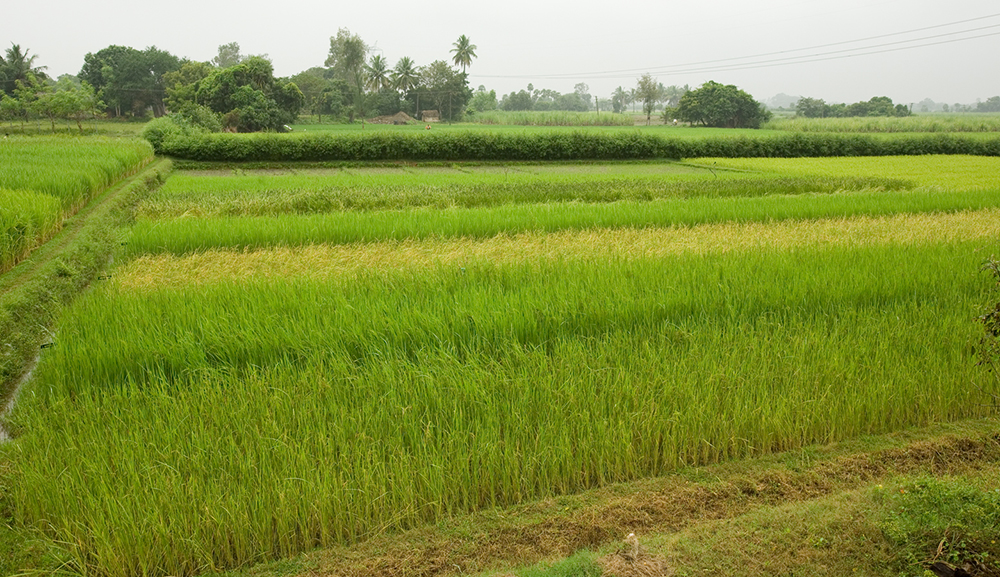 Documentation of Traditional Paddy Varieties